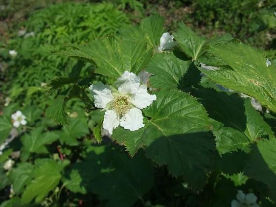 Rubus palmatus image