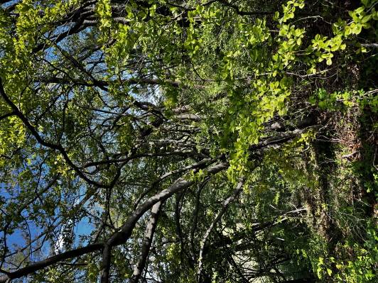 Pourthiaea villosa image