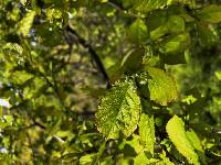 Pourthiaea villosa image