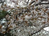 Prunus serrulata f. spontanea image