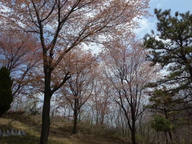 Prunus serrulata f. spontanea image