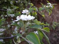 Pyrus pyrifolia image