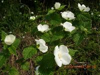 Rhodotypos scandens image