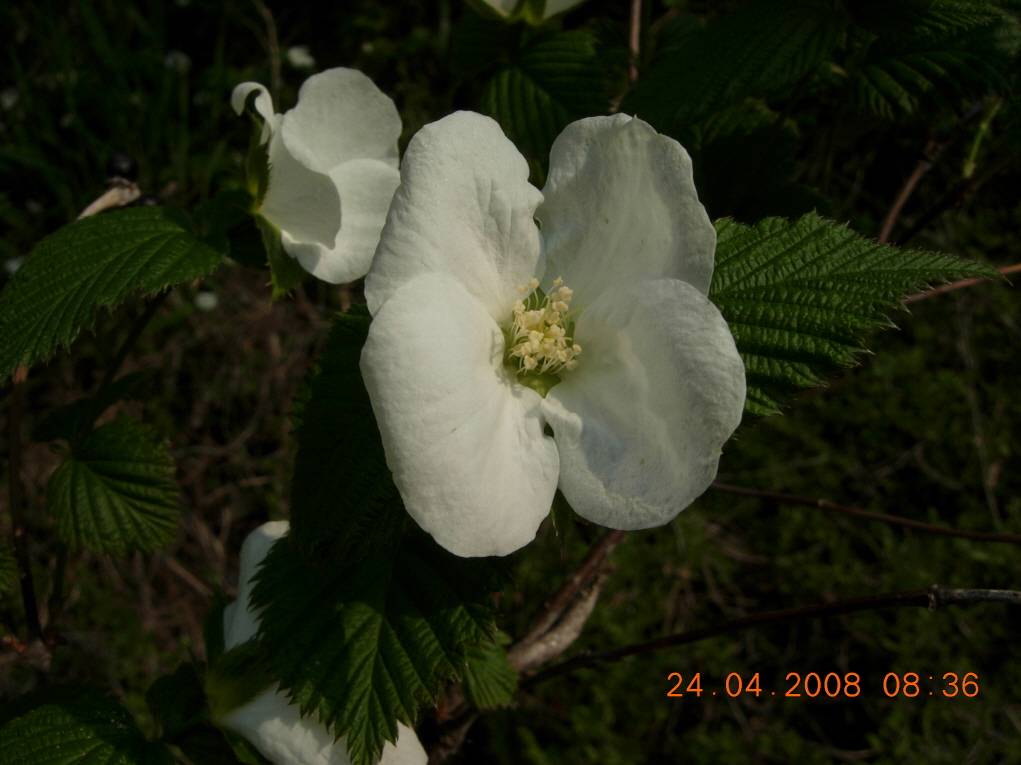 Rhodotypos scandens image