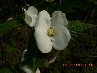 Rhodotypos scandens image