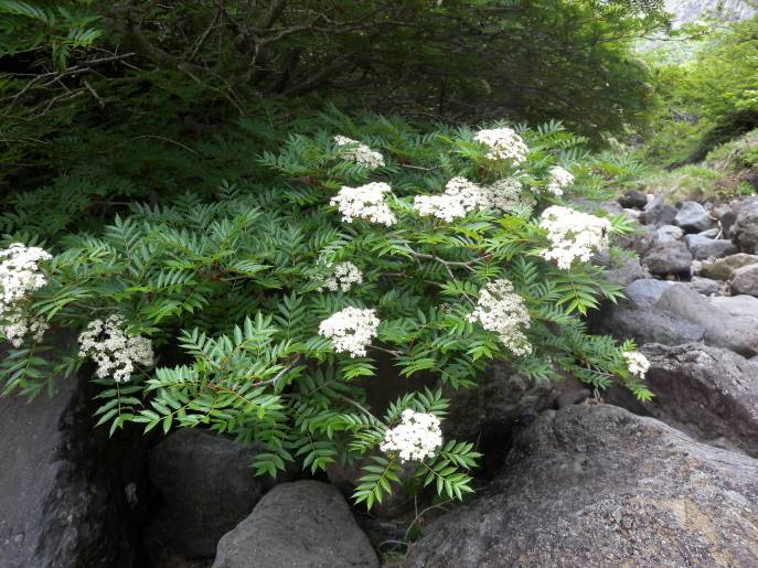 Sorbus commixta image