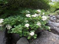 Sorbus commixta image