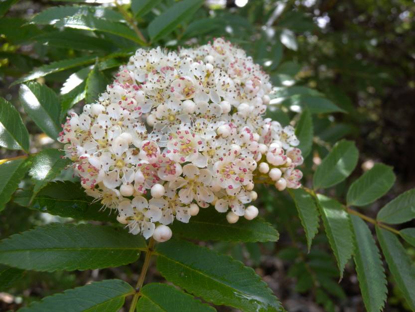 Sorbus commixta image