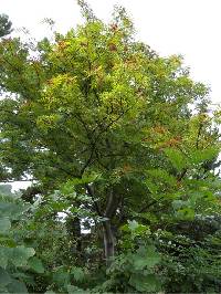 Sorbus ulleungensis image