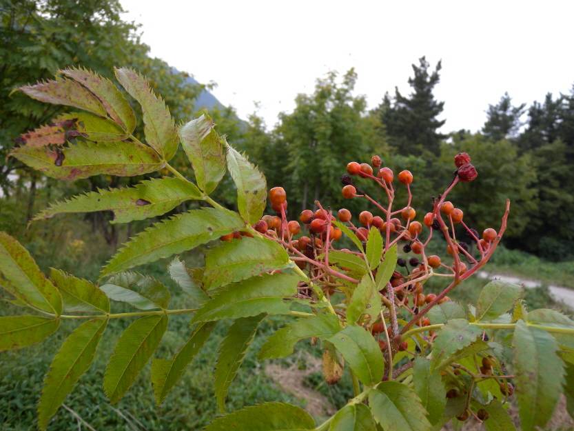 Sorbus ulleungensis image
