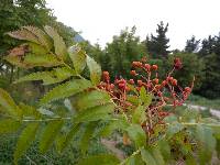 Sorbus ulleungensis image