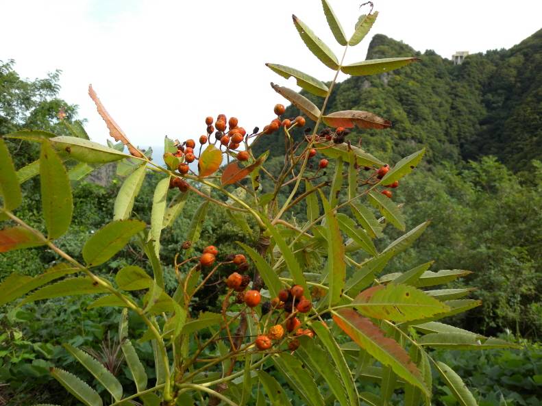 Sorbus ulleungensis image