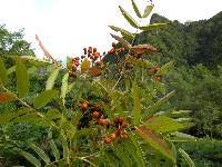 Sorbus ulleungensis image