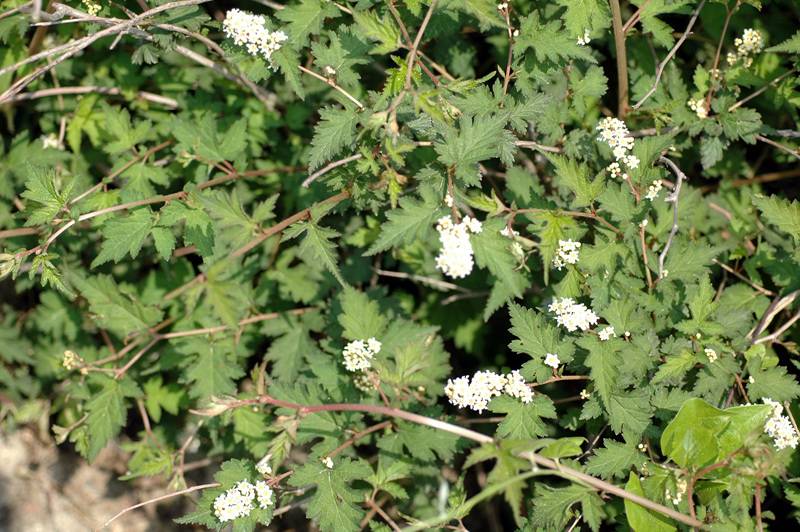 Stephanandra incisa image