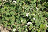 Image of Stephanandra incisa