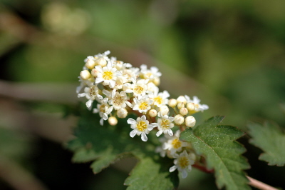 Stephanandra incisa image