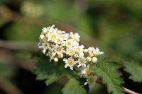 Stephanandra incisa image