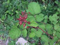Rubus phoenicolasius image