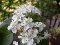 Sorbus alnifolia image