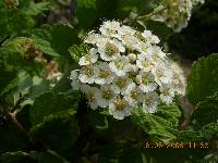 Image of Spiraea media