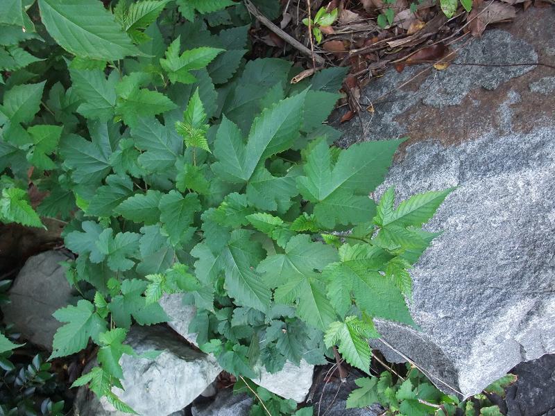 Rubus phoenicolasius image