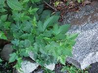 Rubus phoenicolasius image