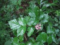 Image of Rubus coreanus
