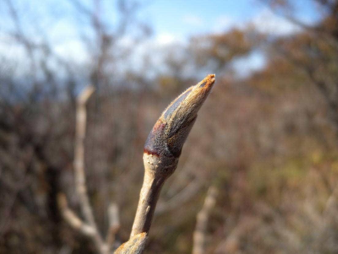 Sorbus amabilis image
