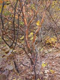 Prunus maackii image