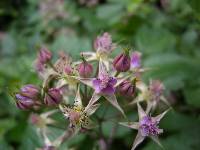 Rubus coreanus image