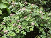 Rubus coreanus image