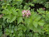 Rubus coreanus image