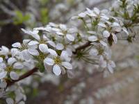 Spiraea prunifolia image