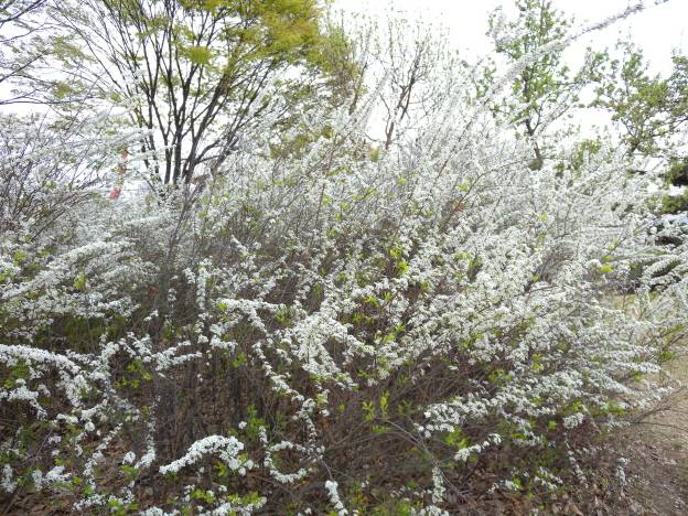 Spiraea prunifolia image