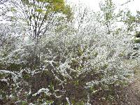 Spiraea prunifolia image