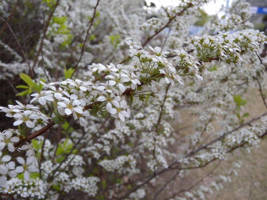 Spiraea prunifolia image