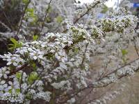 Spiraea prunifolia image