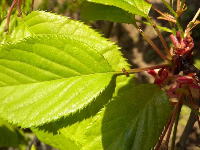 Prunus serrulata image