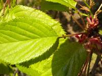 Prunus serrulata image