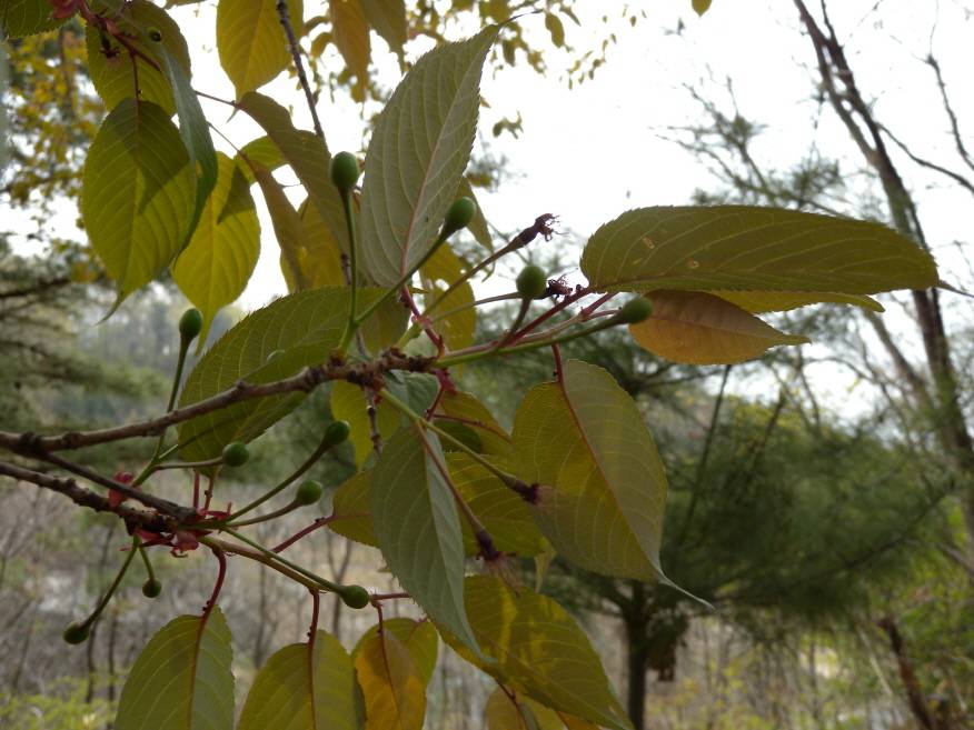 Prunus serrulata image