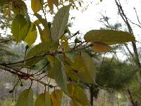 Prunus serrulata image