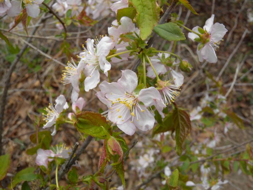 Prunus japonica image