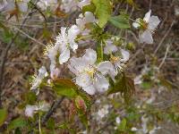 Prunus japonica image