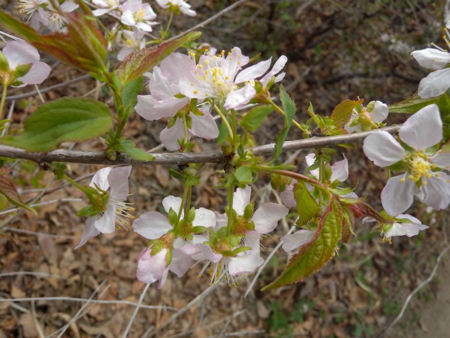 Prunus japonica image