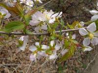 Prunus japonica image