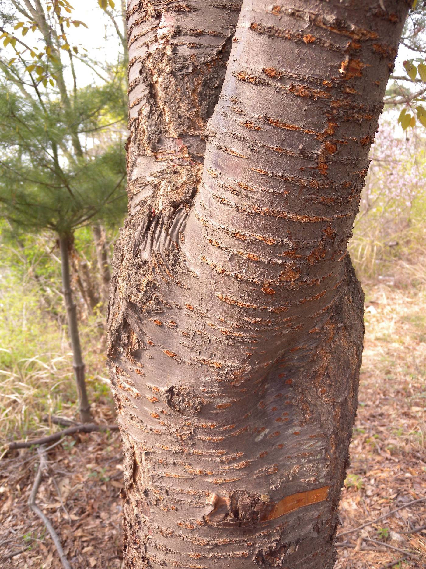 Prunus serrulata image