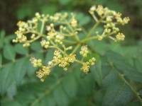 Zanthoxylum schinifolium image