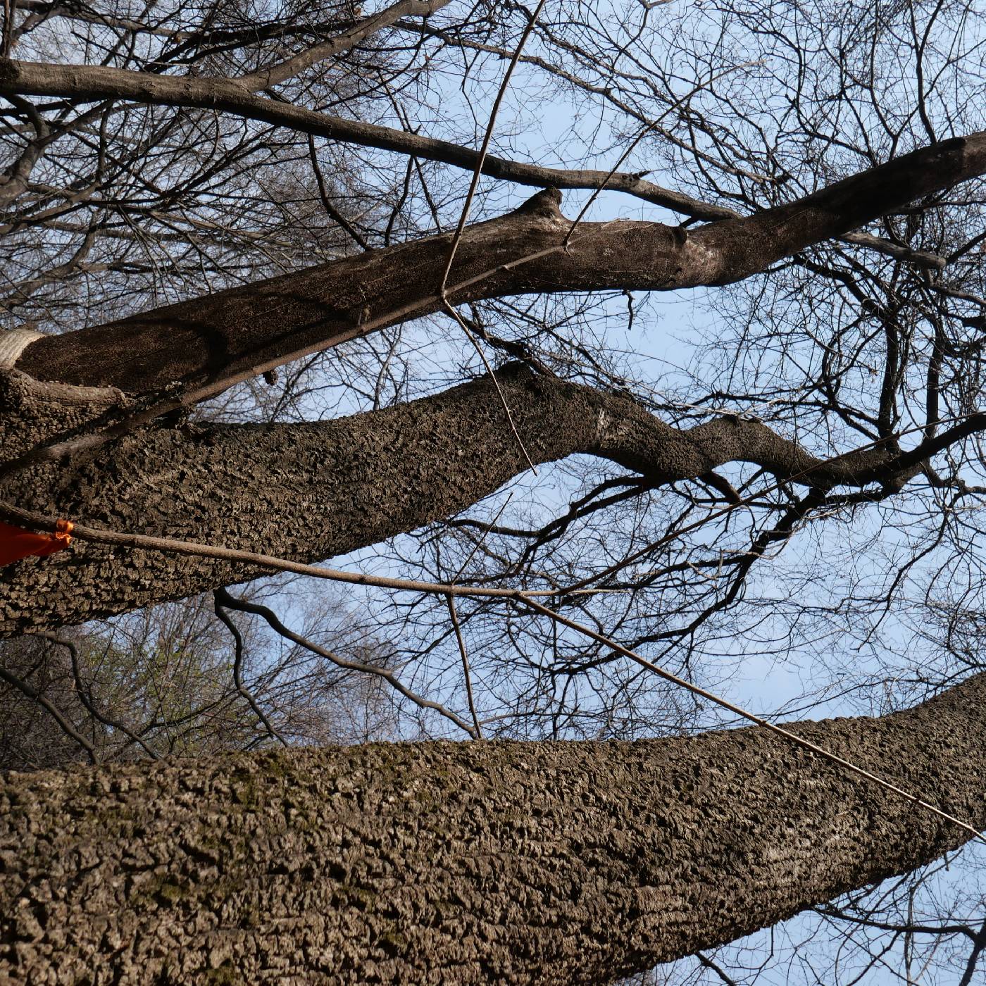 Phellodendron amurense image