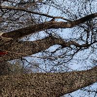 Phellodendron amurense image