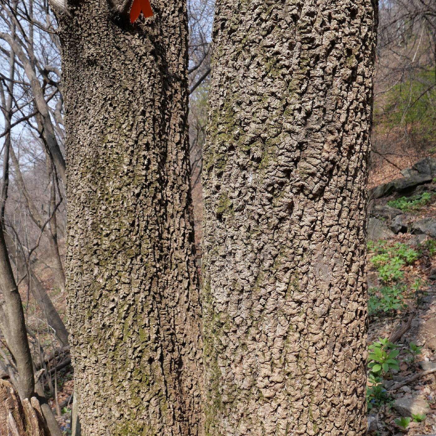 Phellodendron amurense image